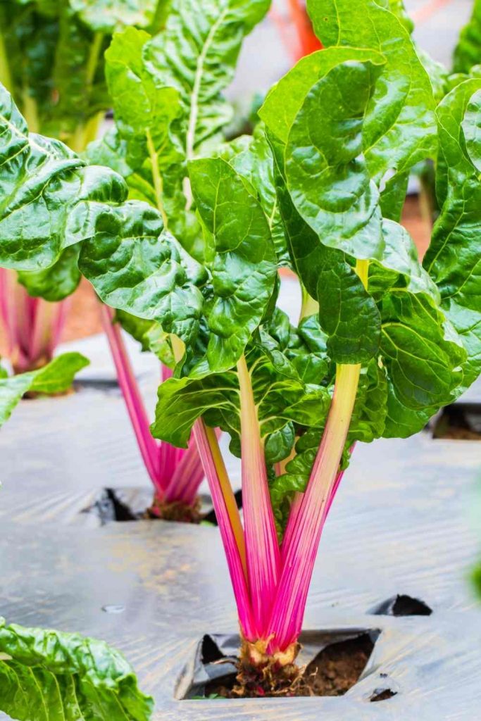 Swiss chard - Nutrient-Dense Foods on the Planet