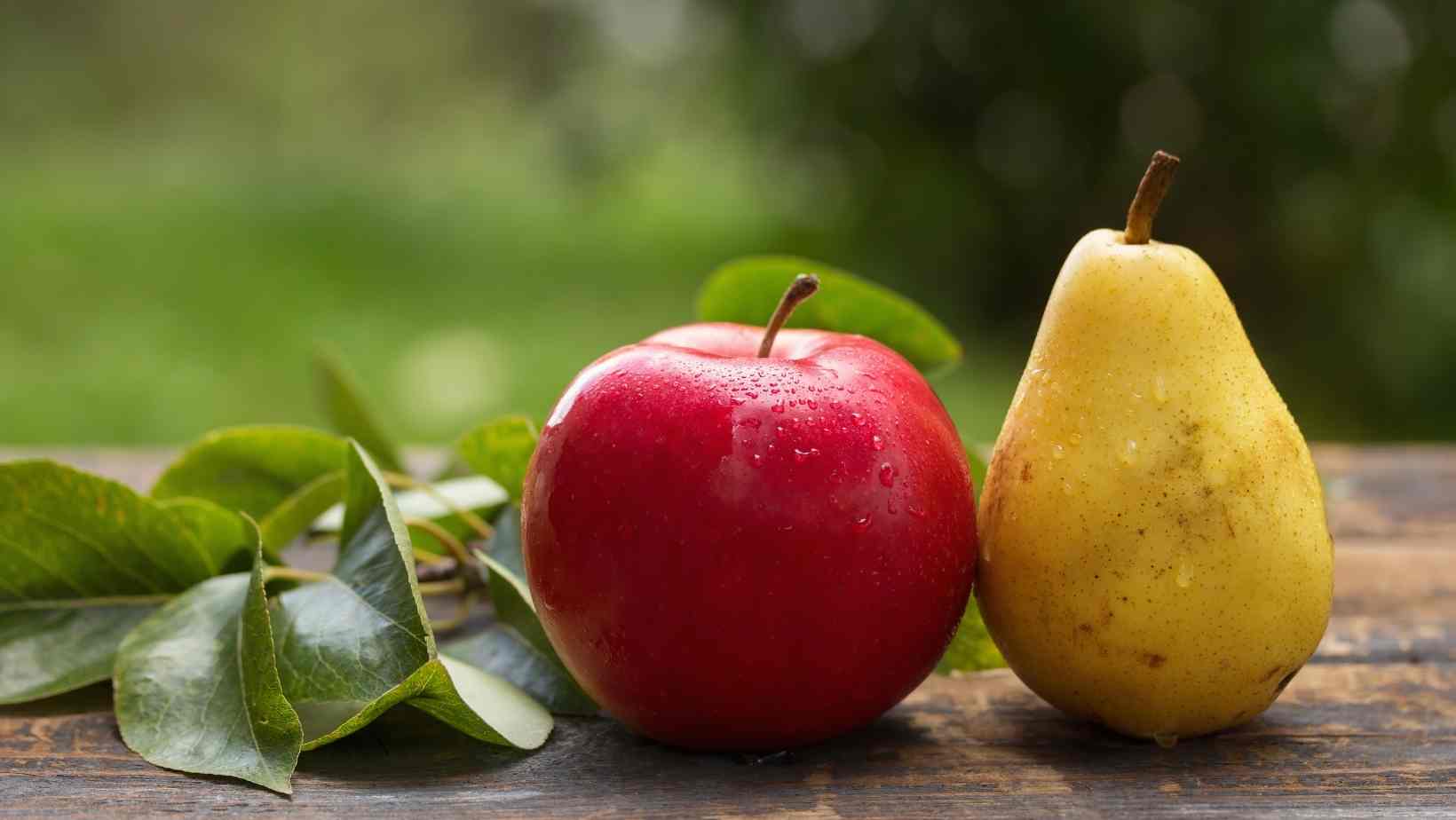 Apples and pears - Fall Foods for Weight Loss